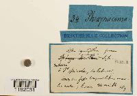 Sphagnum fuscum image