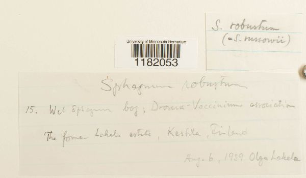 Sphagnum russowii image