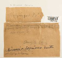 Grimmia donniana image