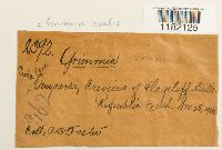 Grimmia ovalis image