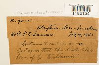 Grimmia teretinervis image