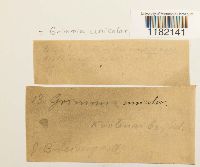 Grimmia unicolor image