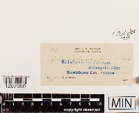 Orthotrichum affine image