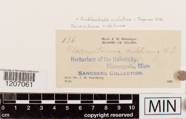 Bucklandiella sudetica image