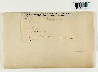 Callicladium haldanianum image