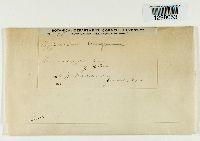 Hypnum irrigatum image