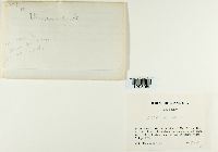 Dicranum viride image