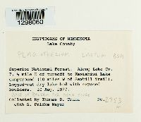 Plagiothecium laetum image