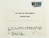 Gymnostomum aeruginosum image