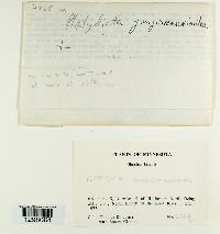 Platydictya jungermannioides image