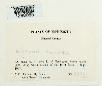 Anomodon rostratus image