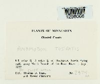 Anomodon rostratus image