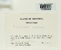 Seligeria calcarea image