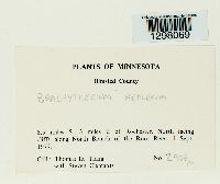 Brachythecium reflexum image