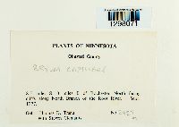 Bryum capillare image