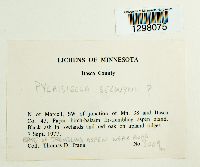 Pylaisiella selwynii image