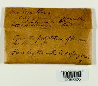 Brothera leana image