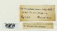 Crossidium crassinerve image
