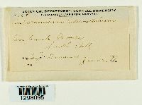 Aulacomnium heterostichum image