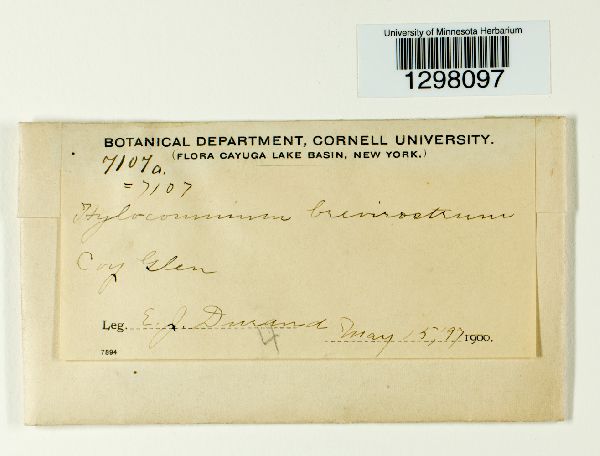 Loeskeobryum brevirostre image