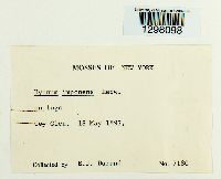 Hypnum imponens image