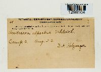 Andreaea alpestris image