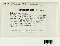 Polytrichum commune image