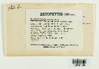 Brachythecium salebrosum image