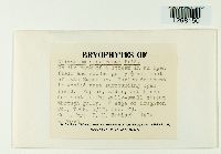 Climacium americanum image