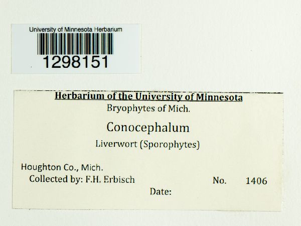Conocephalaceae image