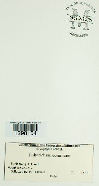 Polytrichum commune image