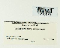Brachythecium salebrosum image