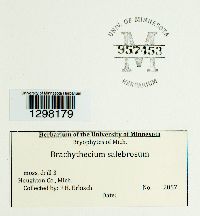 Brachythecium salebrosum image