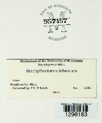 Brachythecium salebrosum image