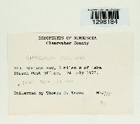 Sphagnum centrale image