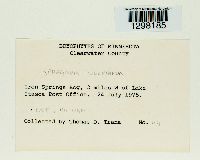 Sphagnum wulfianum image