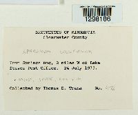 Sphagnum wulfianum image