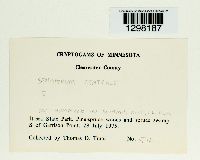 Sphagnum centrale image