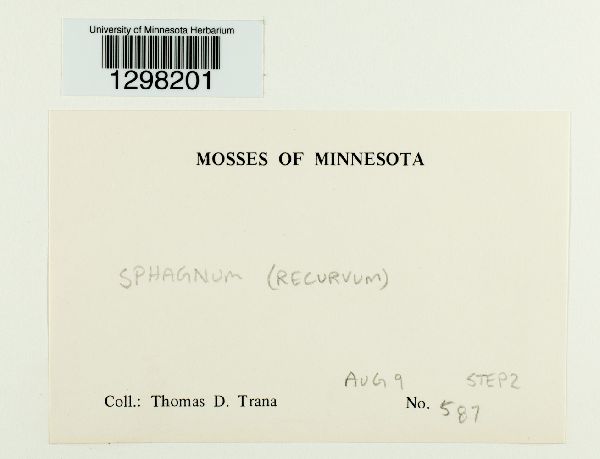 Sphagnum recurvum image