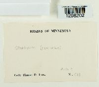 Sphagnum centrale image