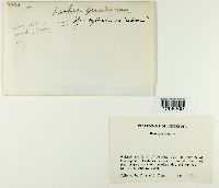 Leskea gracilescens image