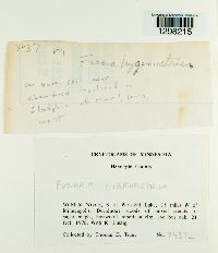 Funaria hygrometrica image