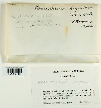 Brachythecium digastrum image