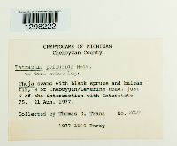 Tetraphis pellucida image