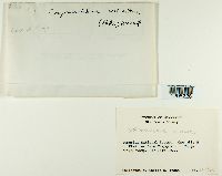 Sanionia uncinata var. uncinata image