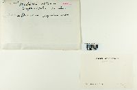 Brachythecium reflexum image