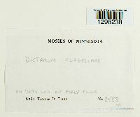 Dicranum flagellare image