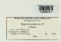 Hypnum pratense image