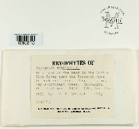 Climacium americanum image