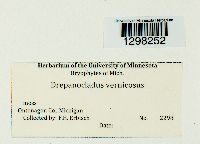 Hamatocaulis vernicosus image